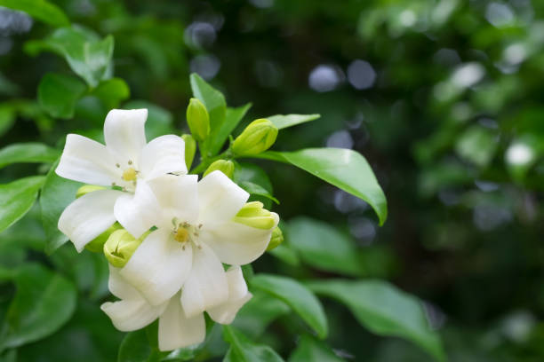 How To Grow Murraya Paniculata